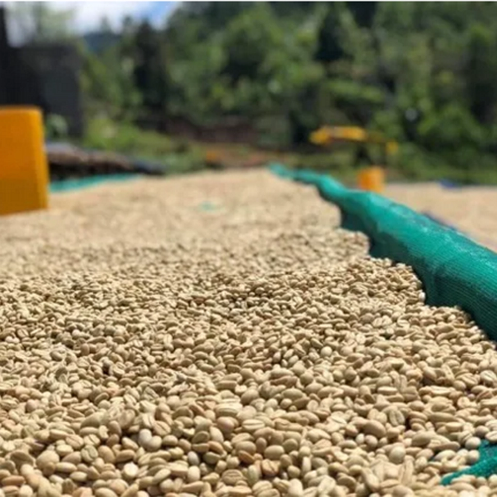 06_Bale Mountain Coffee